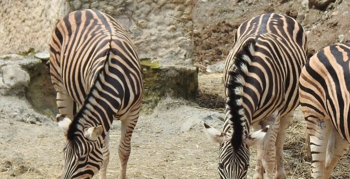 Safari Park en Estepona Selwo Aventura