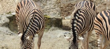 Safari Park en Estepona Selwo Aventura