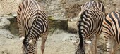Safari Park en Estepona Selwo Aventura